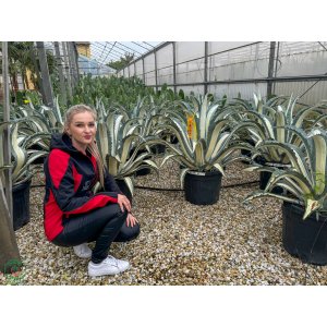 Agáva americká (Agave americana) ´MEDIOPICTA ALBA´ - výška 70-90 cm, kont. C45L - EXEMPLÁR (-6°C)